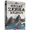 مستند مهاجرت بزرگ گورخرها Great Zebra Exodus 2013 HD