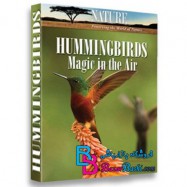 مستند مرغ مگس خوار: جادویی در آسمانHummingbirds Magic in the Air 2015